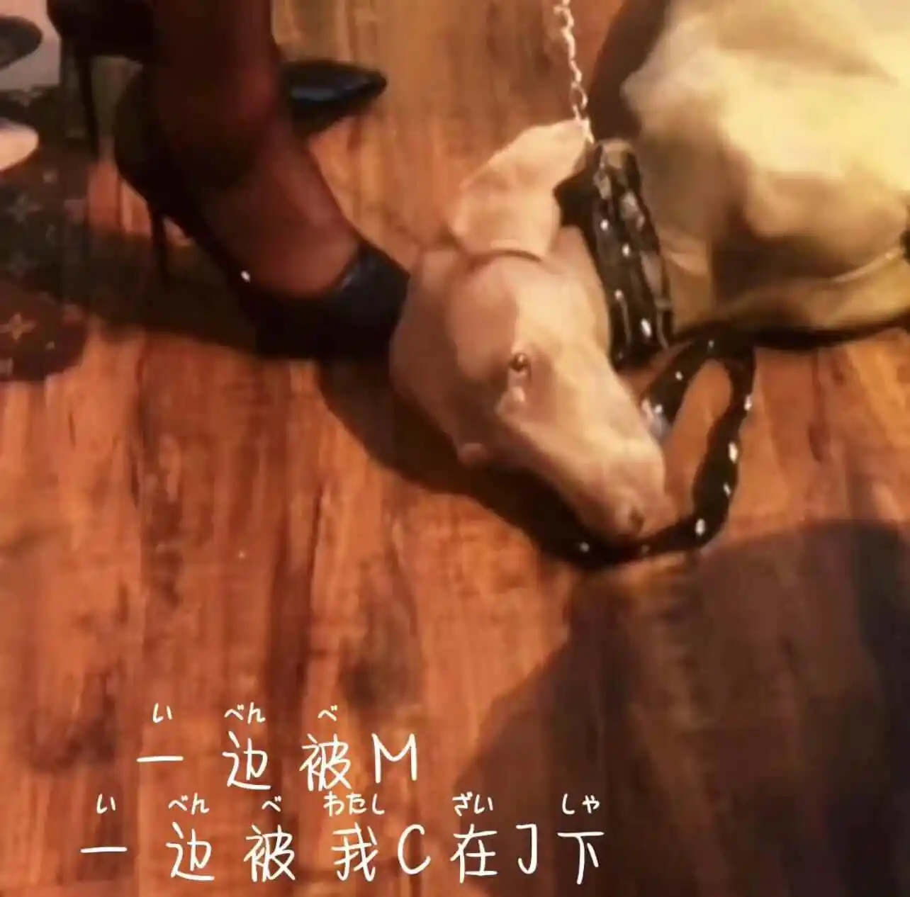 西檬之家-字母圈的K8是什么？猫系角色扮演解析